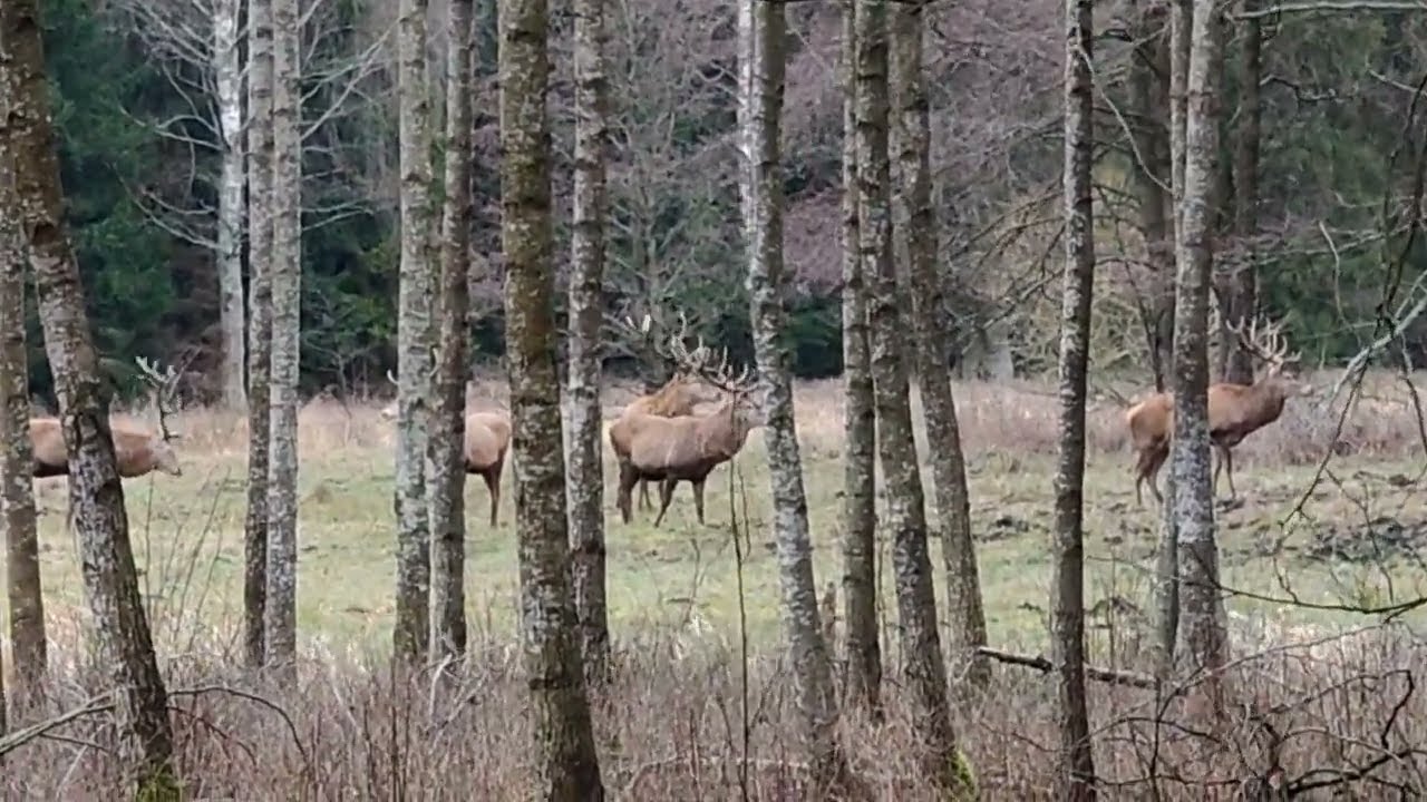 Chmara jeleni🦌a jutro myśliwi mają zbiorowe polowanie🌲🌳🌲