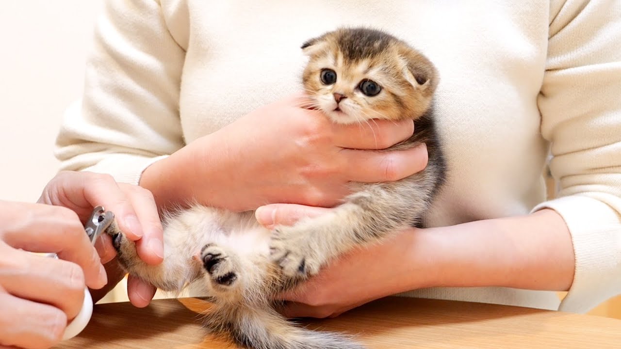 I'm surprised that she's so cooperative with nail clipping that I can't believe she's a kitten!