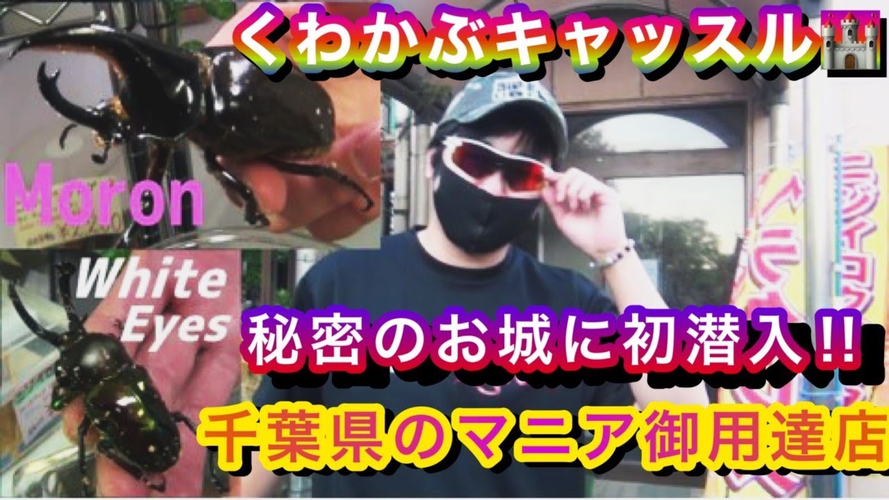 クワカブの城は千葉県に有った！！マニアから初心者まで幅広く楽しめる昆虫ショップ「くわかぶキャッスル」初潜入！！Ryu's Tree#111【クワガタムシ・カブトムシのお店】【店舗紹介】