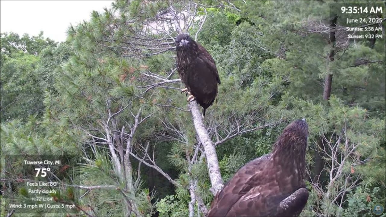 With Magnificent Wings - Part 13 - Both Eaglets Fledge!