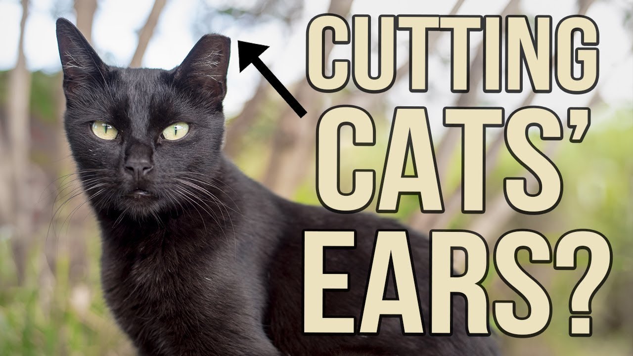 Trap-Neuter-Return FAQ!