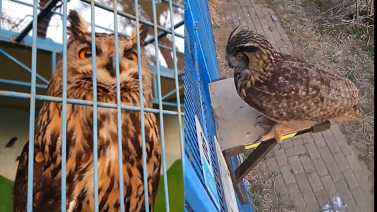 매일 밤 수리부엉이 모녀의 슬픈 만남...무슨 사연?