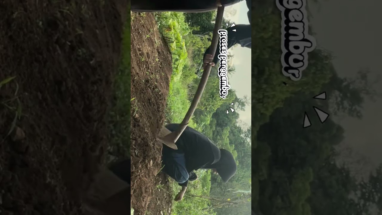 proses penanaman labu 