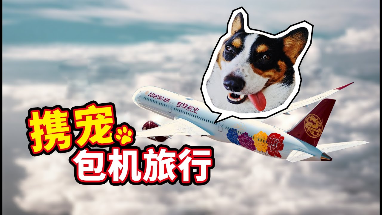 我把狗子带上飞机啦，60多只狗狗包机去三亚〡 小短腿Duby