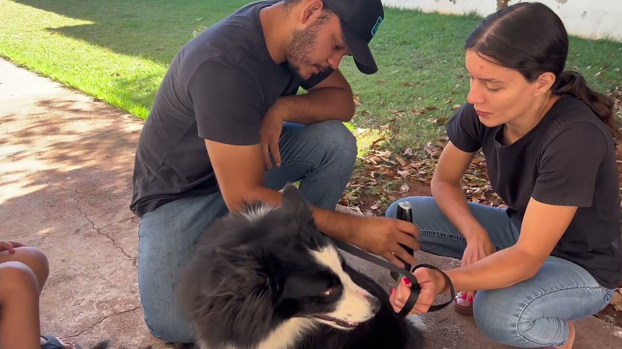 Banho e tosa a domicílio (Tosa em Border collie)
