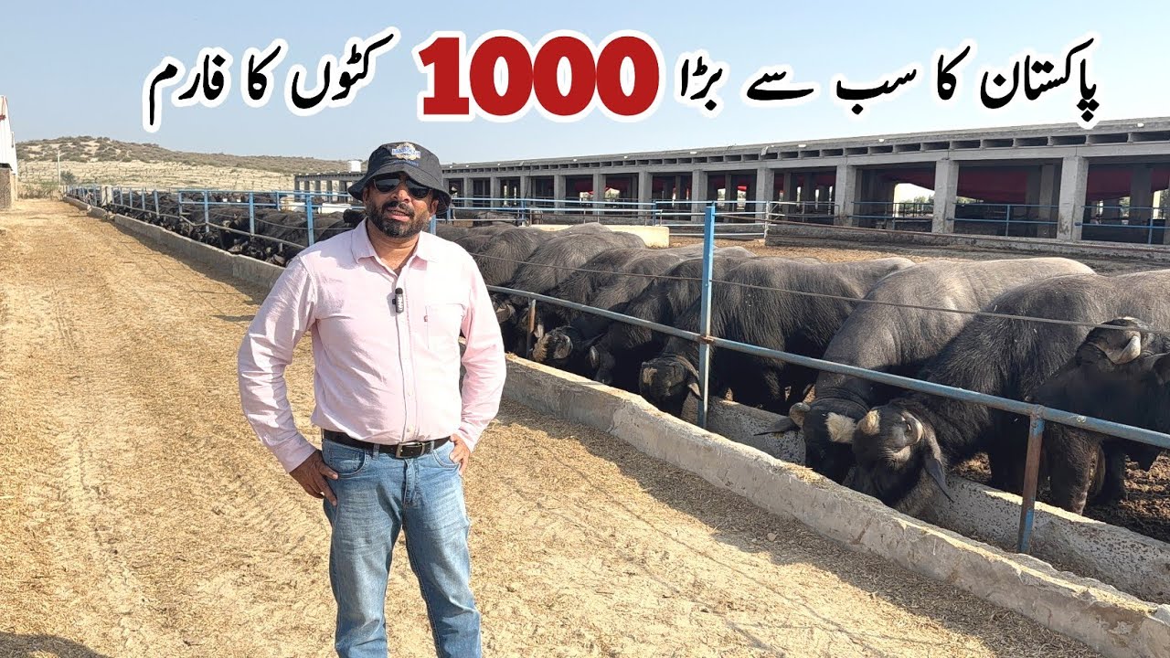 Pakistan Biggest Kata Farm of 1000 Buffalo Bulls for Qurbani at Samson Agro Farm | Farming Business