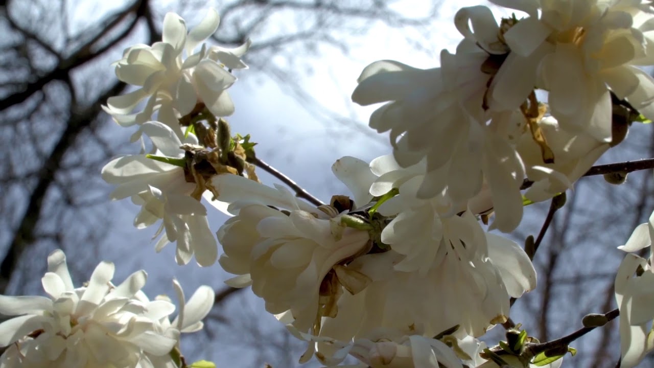 A Moment of Calm: Early Spring Nature