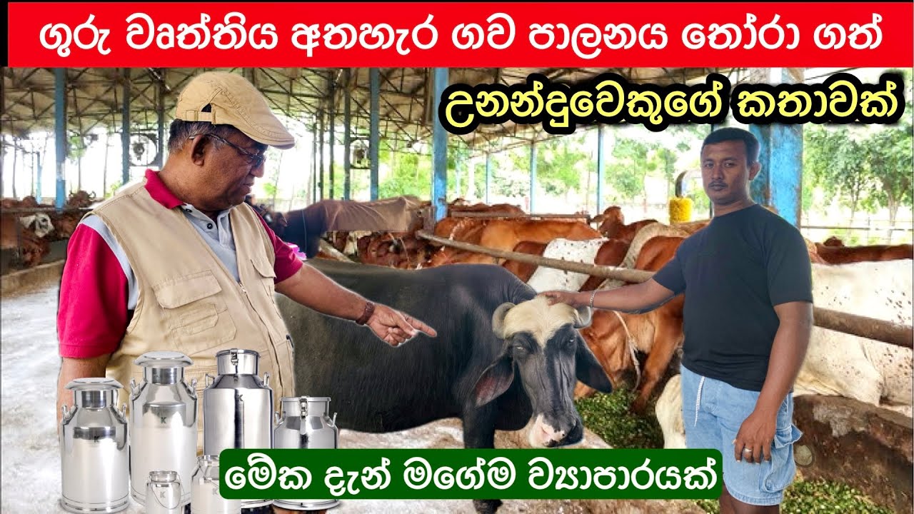 මේ ව්‍යාපාරයෙන් එන ආදායම මෙච්චරයි කියලා කියන්න බෑ 💪🏻| අවුරුදු 23ට මම සුපිරි ගේමක් ගැහුව🥛🐄 #Dairy  