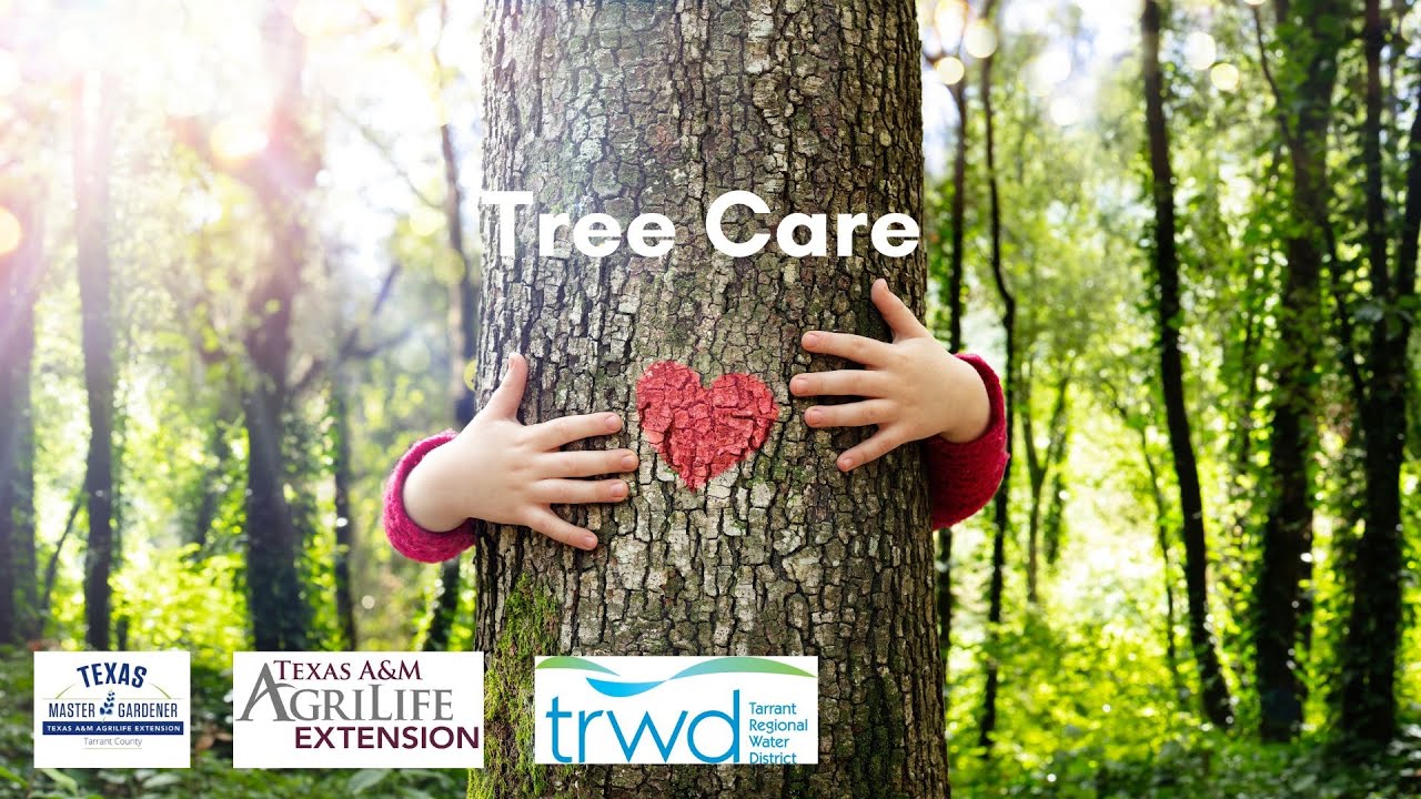 Tree Care w Donna Smith