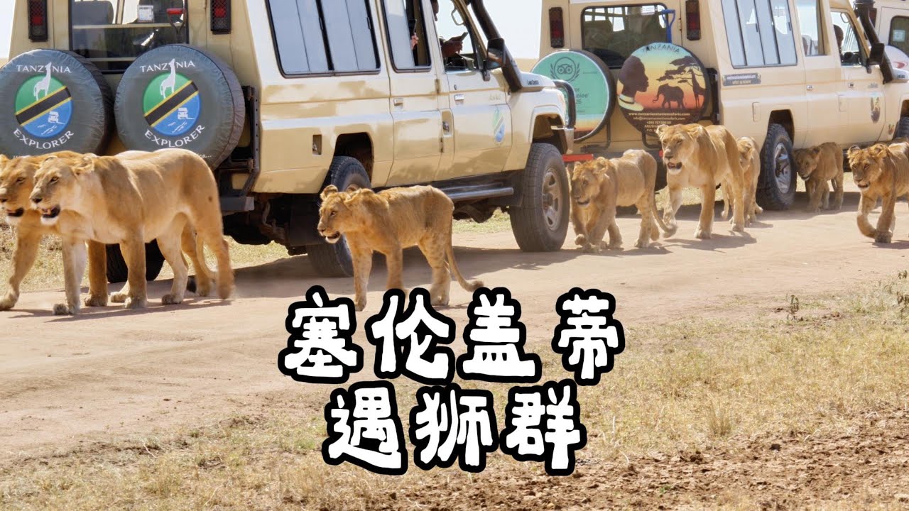 塞伦盖蒂狮子准备狩猎又放弃#坦桑尼亚 #塞伦盖蒂#狮子