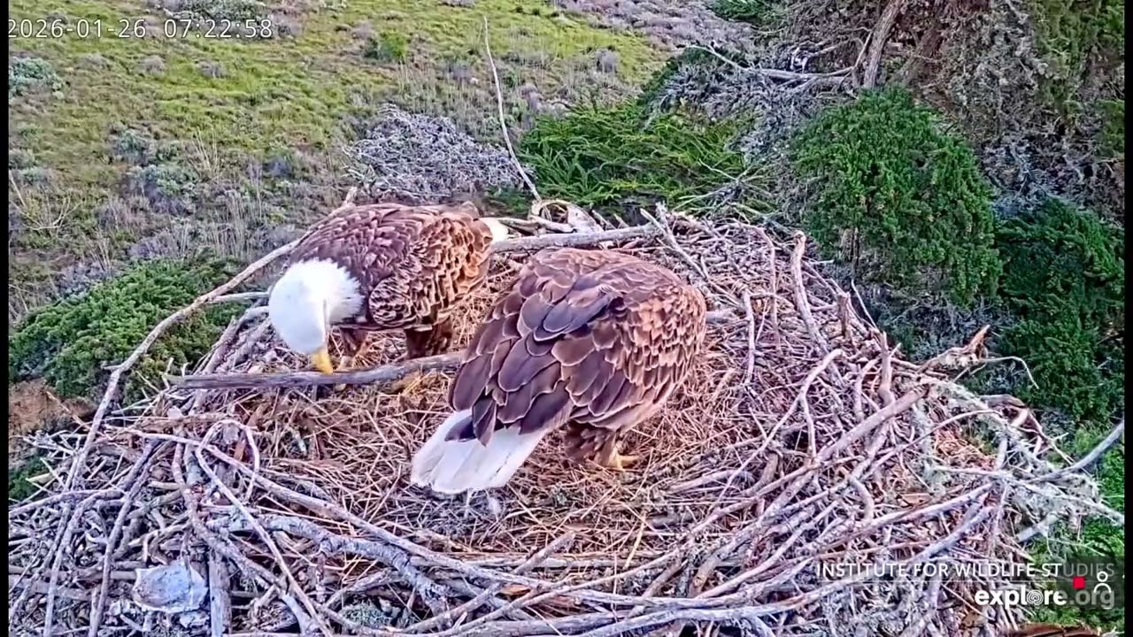 Jak & Audacity- Sauces Eagle Nest❤️01/26/26