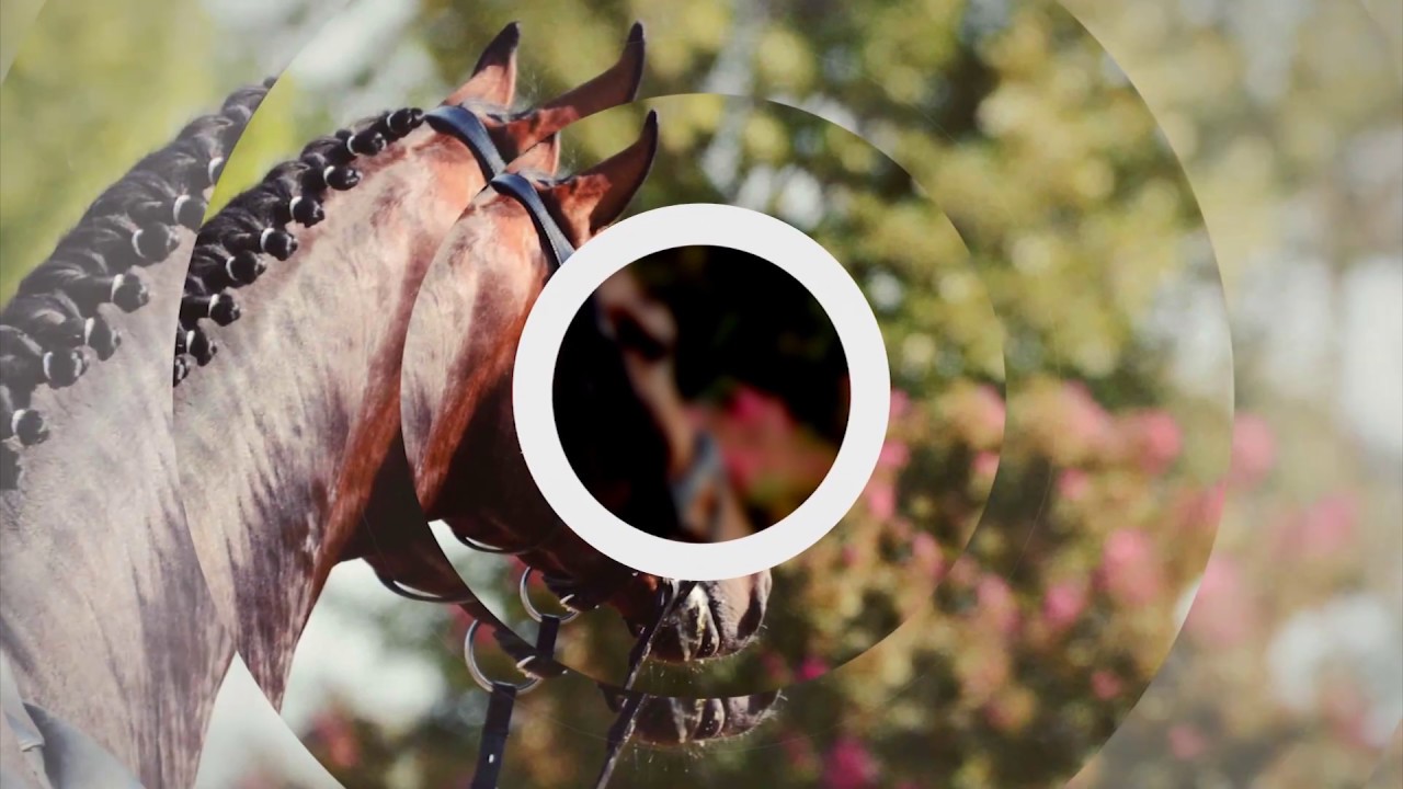 Moricello - 2 year old stallion by Morricone / Donnerschlag