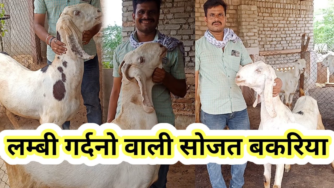 लम्बी गर्दनो वाली सोजत बकरियां बगड़ी नगर गुजर की ढाणी,#sojatgoat