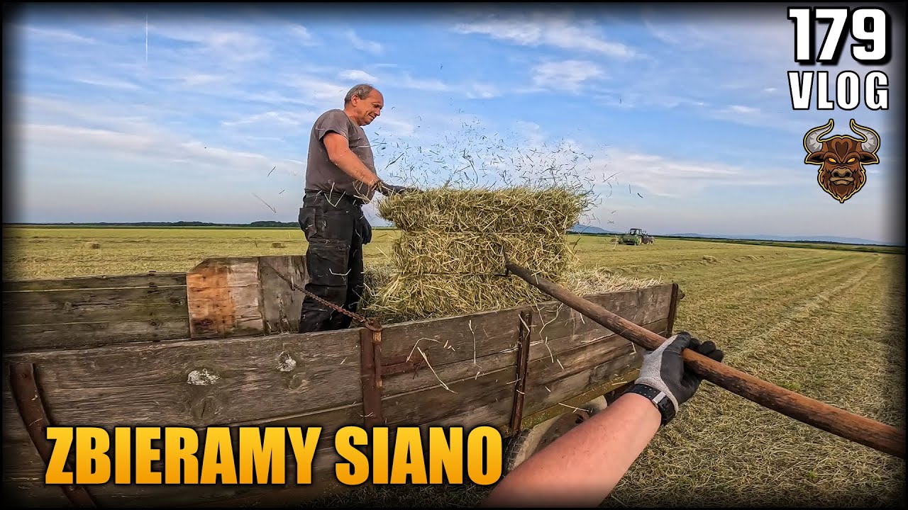 SIANOKOSY Zbieramy siano z Szefem i Szefową. Sianko Pierwyj Sort! | Vlog #179