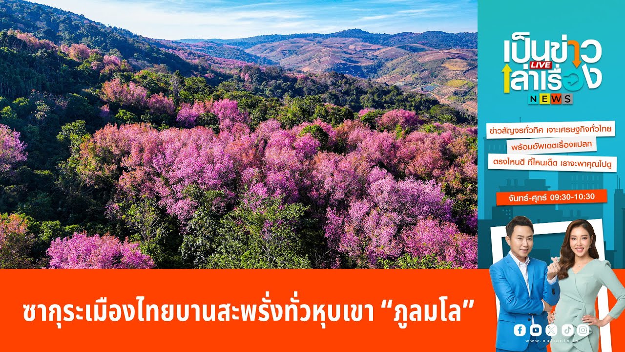 ซากุระเมืองไทยบานสะพรั่งเป็นสีชมพูทั่วหุบเขา “ภูลมโล” | เป็นข่าวเล่าเรื่อง