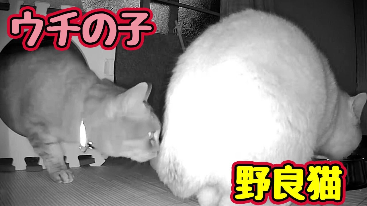 トンネルを抜けると お尻だった 【野良猫】