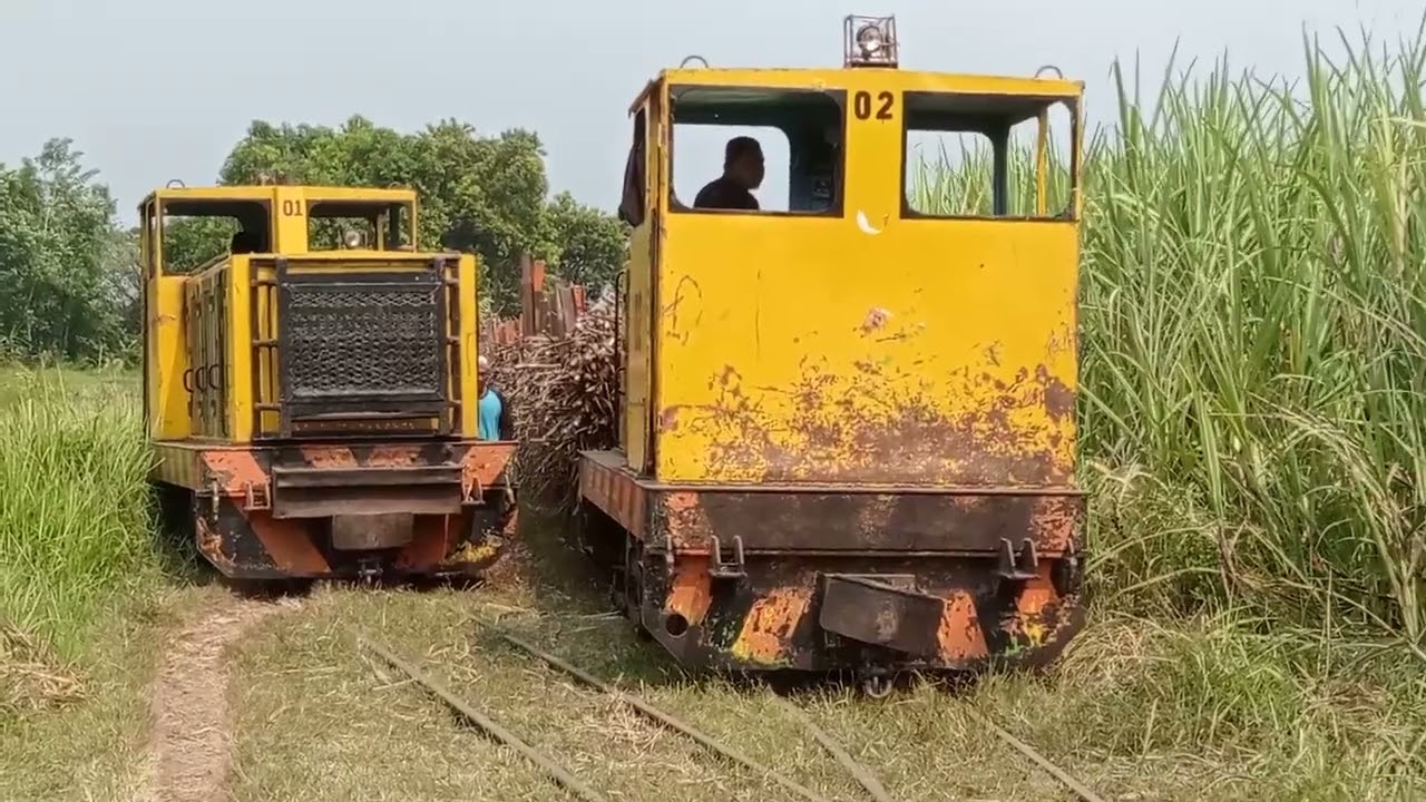 Aksi lokomotif Keio Yashima di Ladang Tebu