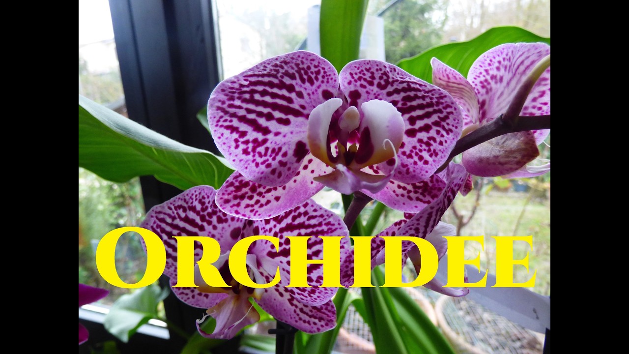 Orchidee come e quando innaffiarle dove tenerle e a che temperatura Perfetto regalo di San Valentino