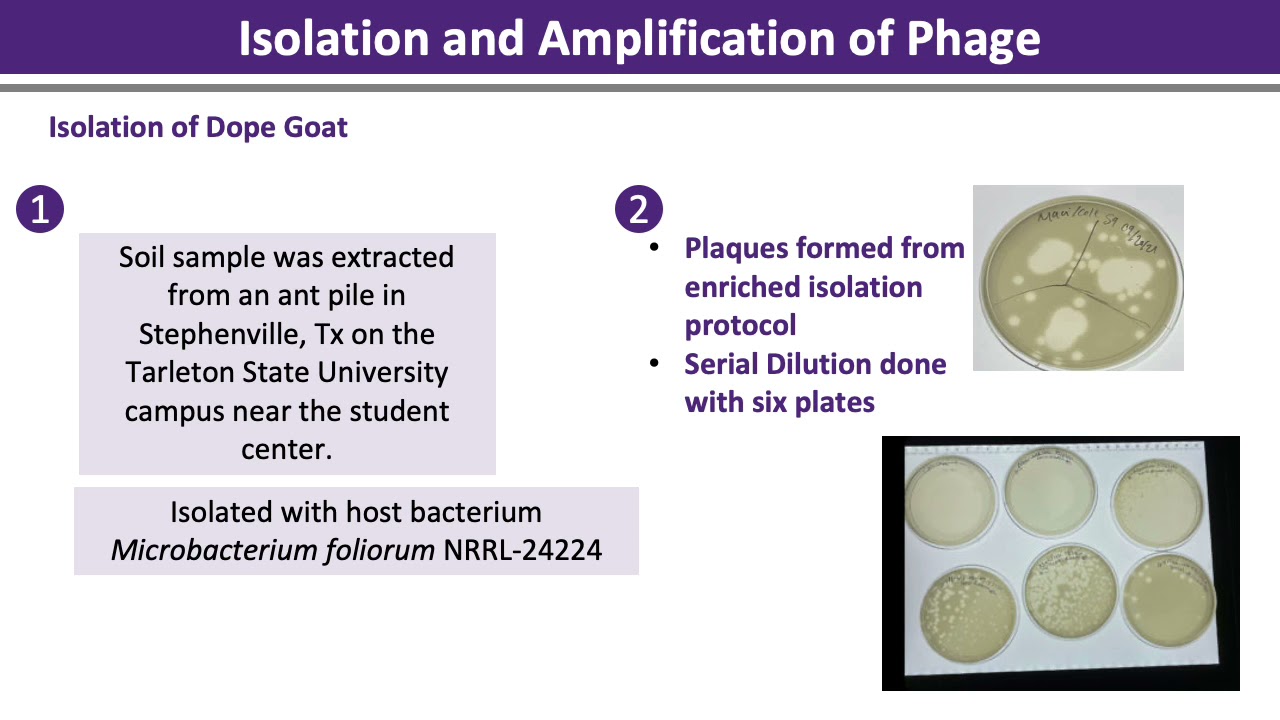 Maci Pitner-Bacteriophage DopeGoat