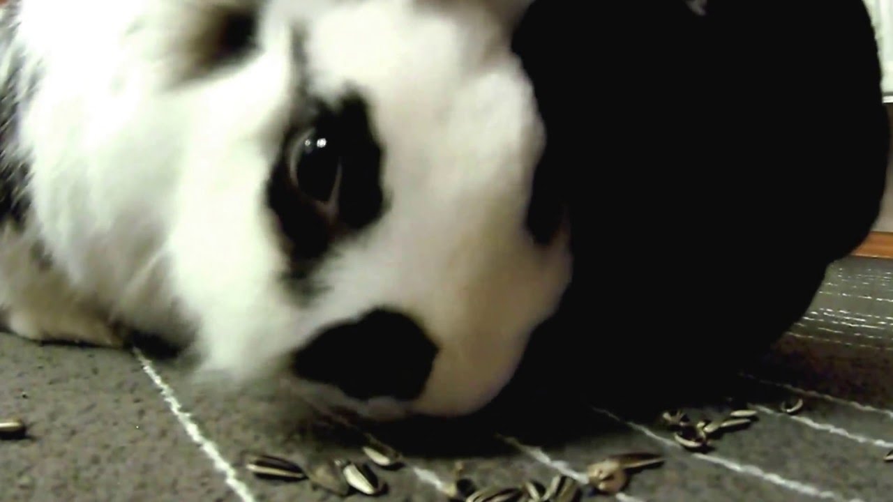 Kaninchen beim Hoppeln