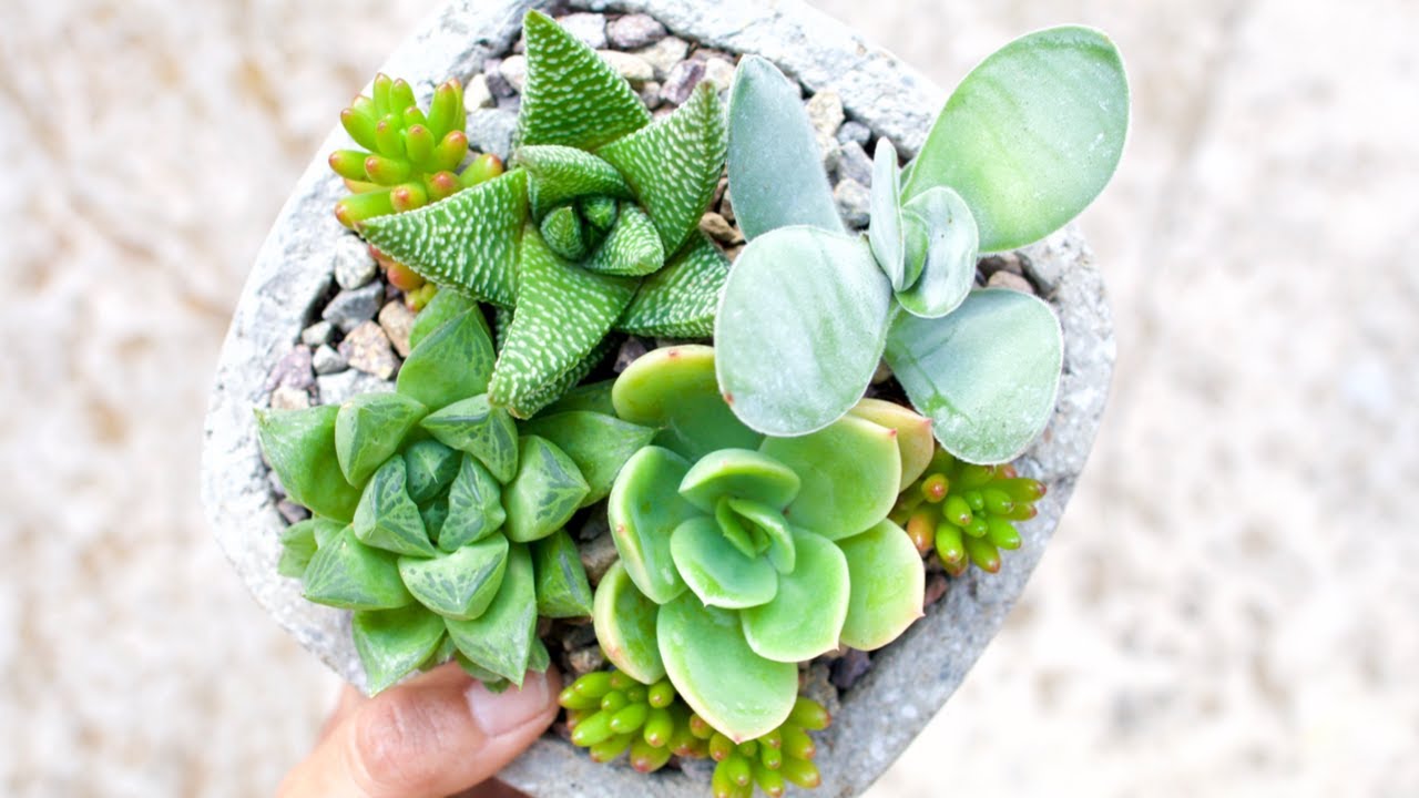 Succulent Arrangement of the Day