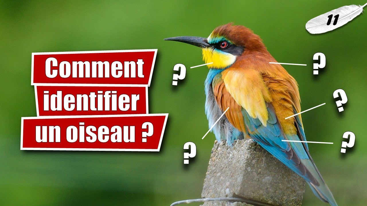 Identifier un oiseau ! Topographie de base - LLT #11