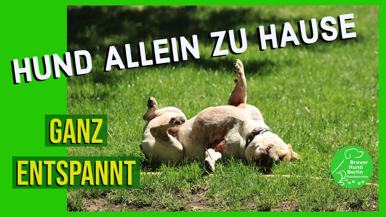 So lernt Dein Hund alleine zu bleiben.