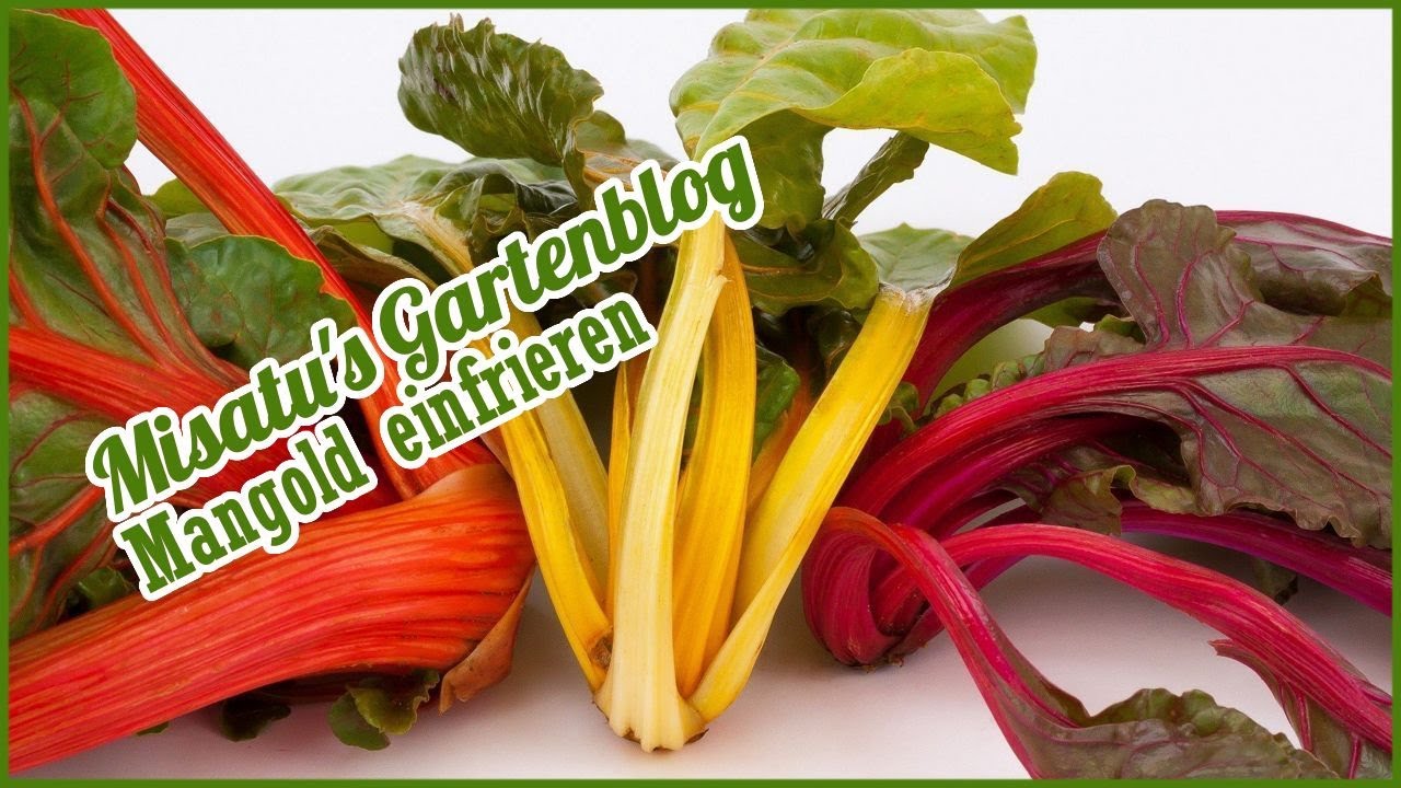 Mangold einfrieren ✪ Misatu's Gartenblog 2/21 Gartentipps | German