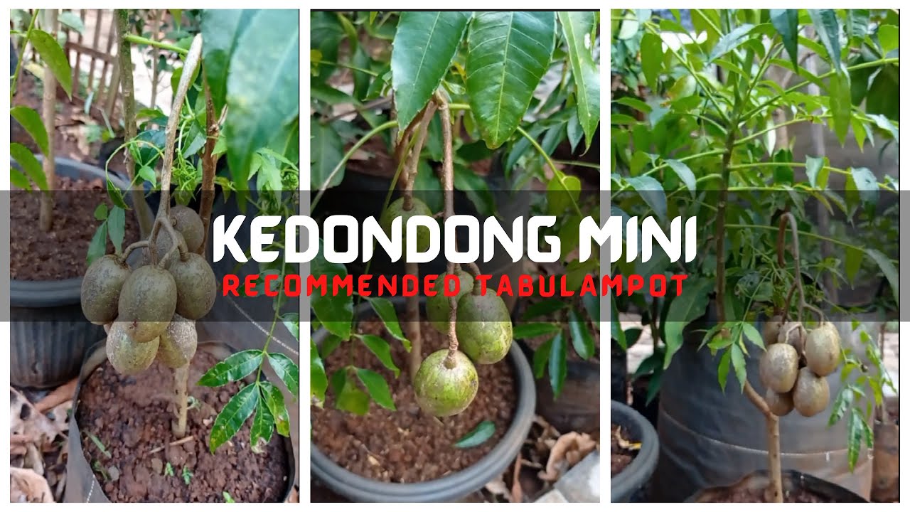 Dondong Mini Sangat Genjah !!! Cocok Tabulampot