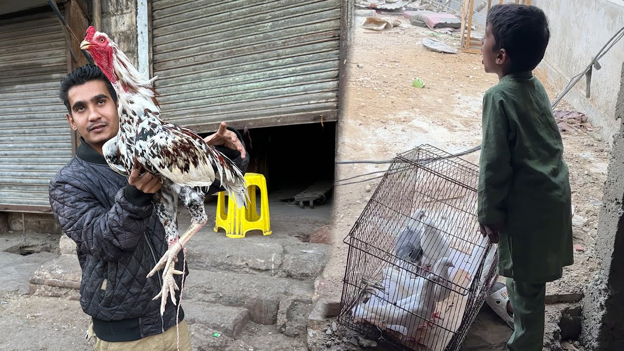 Aseel Murga Ko Kya Hogaya 😱 Kabutar Cat La Gye 😭
