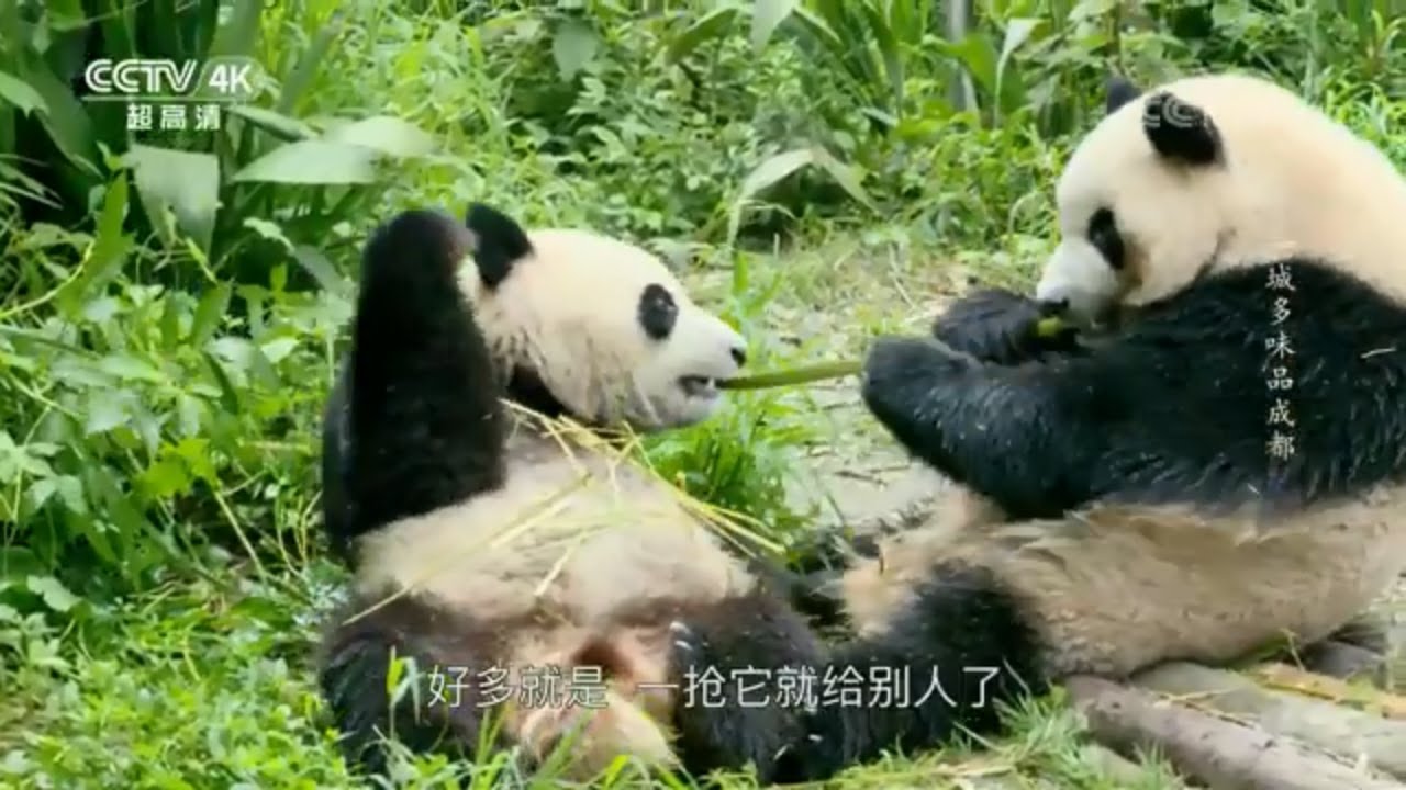 成都大熊猫繁育基地是春日旅行看熊猫的最佳去处 《一城多味品成都》【CCTV纪录】