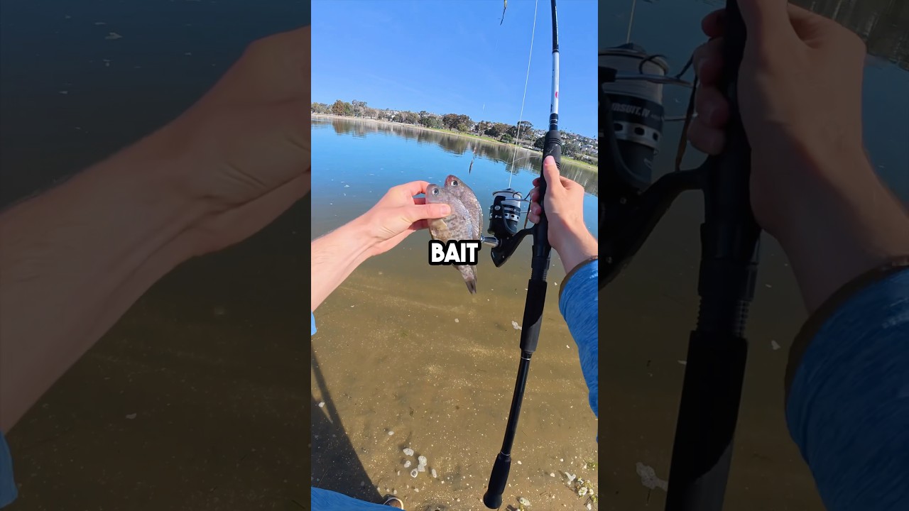 Big Bait BIG Fish? #fishingvideo #fishing #cutbait #baitandwait #fish