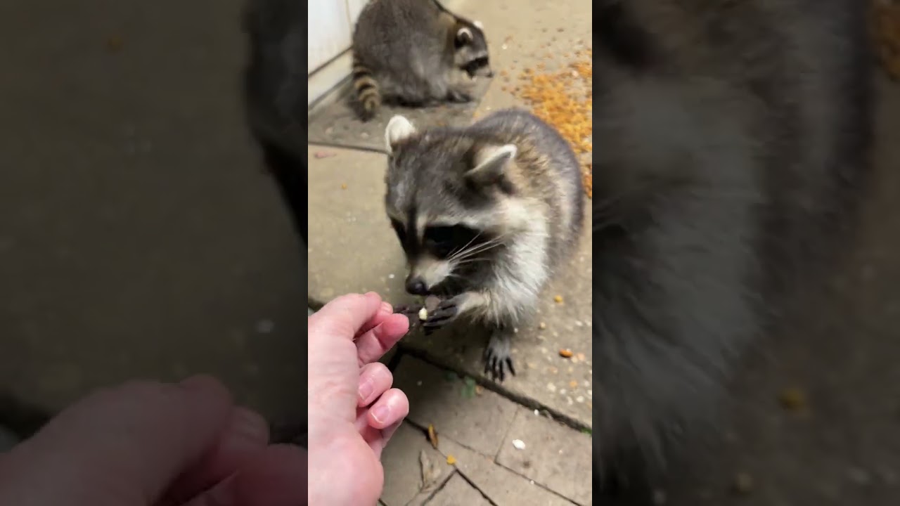 Raccoons take cookies from Beth