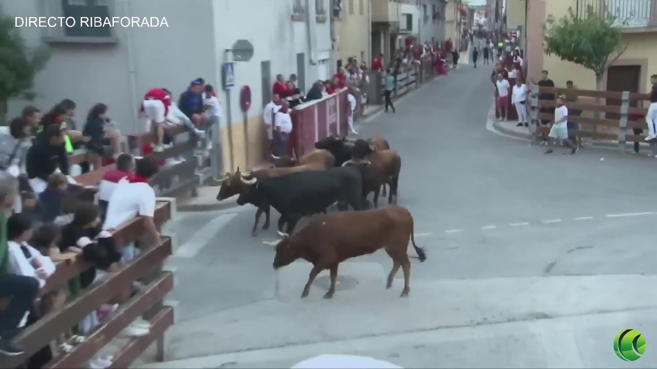 Vacas en directo desde Ribaforada 29 agosto 2023