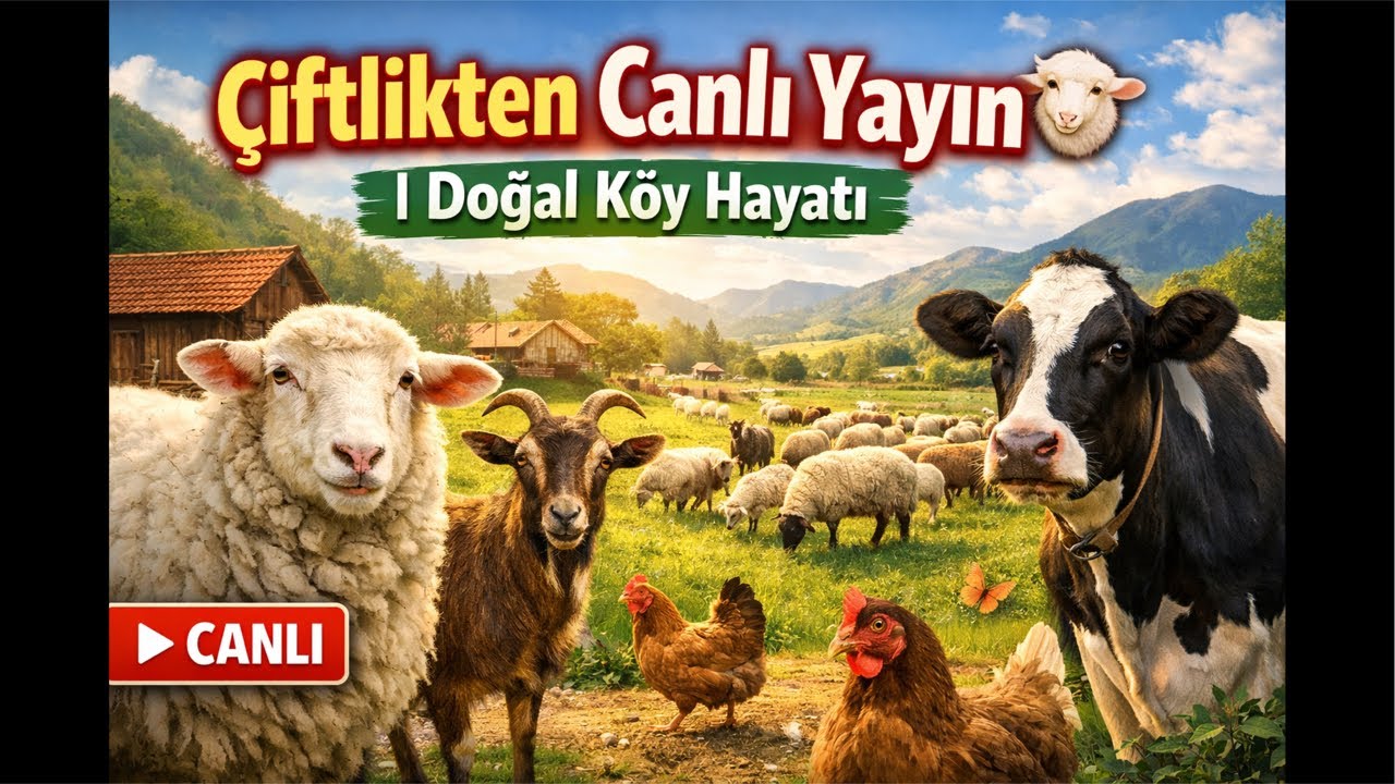 Köyde Hayat: Çiftlikten #Canlı Yayın  #trending  #viral
