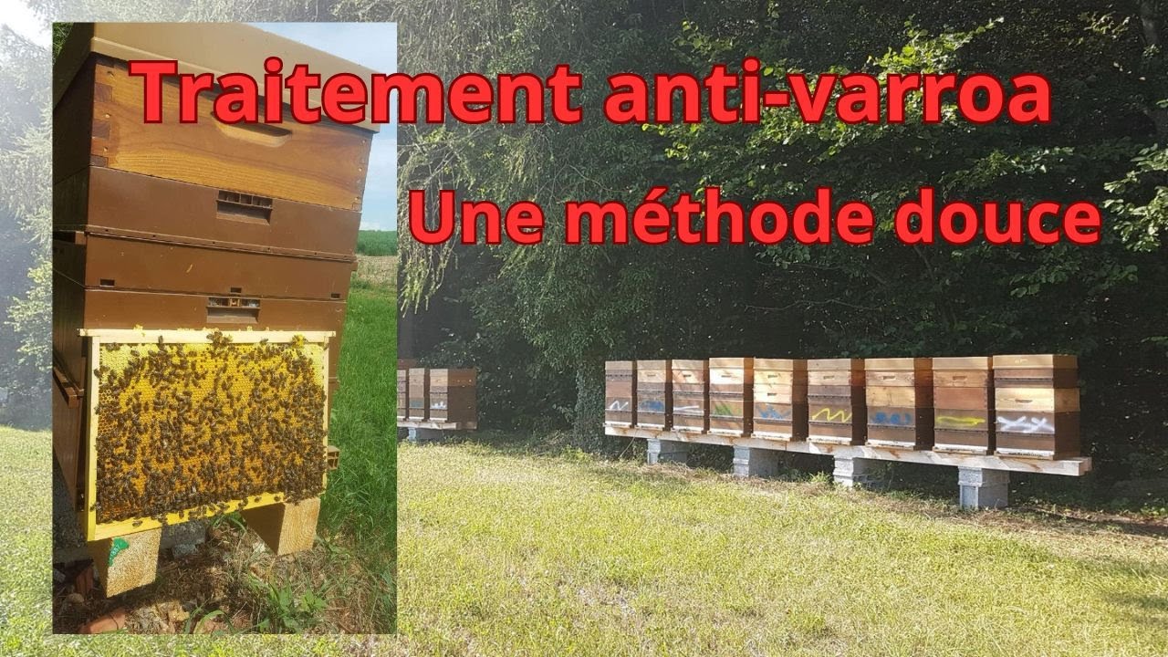 Abeilles: Une méthode  douce pour lutter contre le varroa