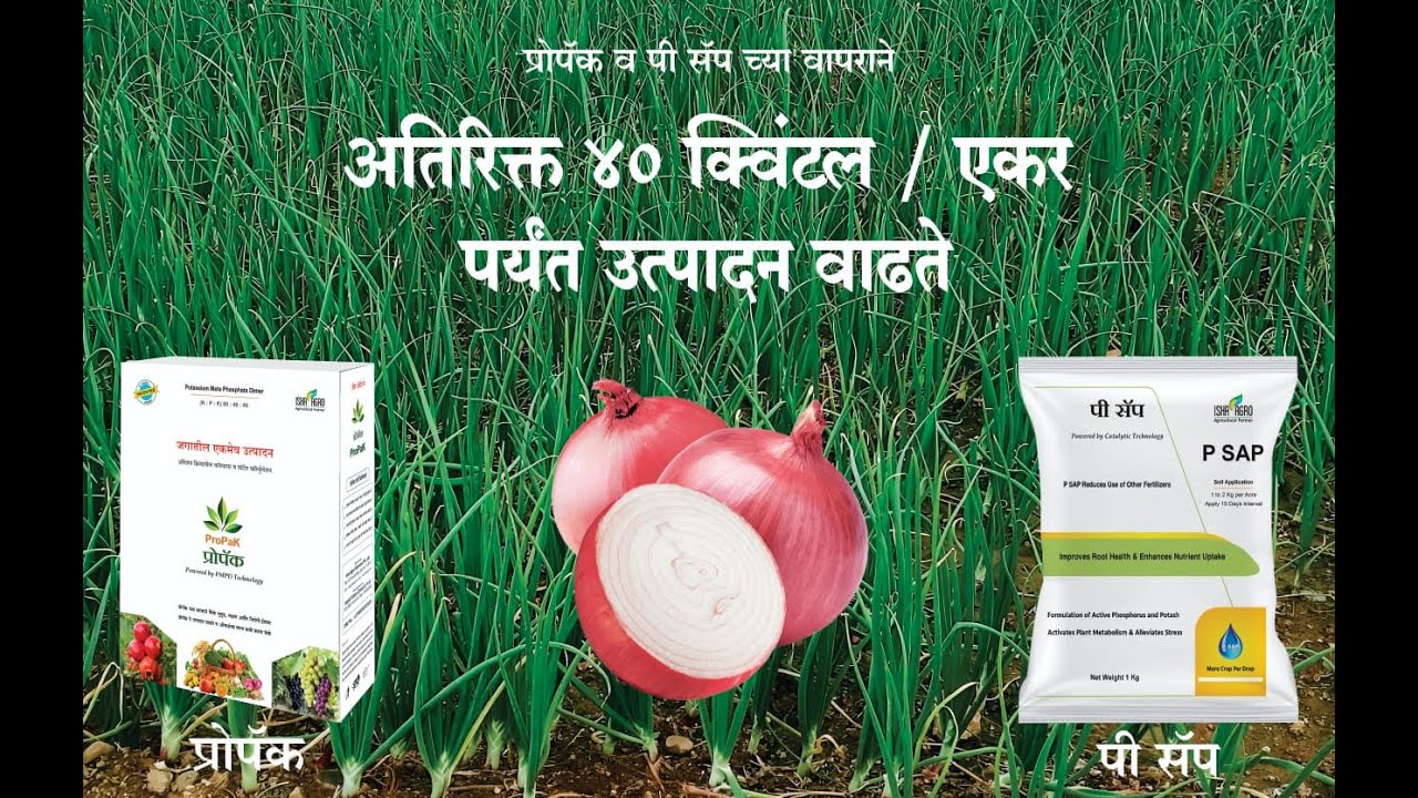 प्रोपॅक व पी सॅप च्या वापराने अतिरिक्त ४० क्विंटल / एकर पर्यंत उत्पादन वाढते!