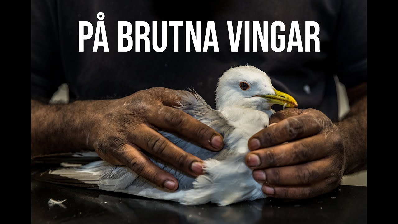 PÅ BRUTNA VINGAR - Trailer