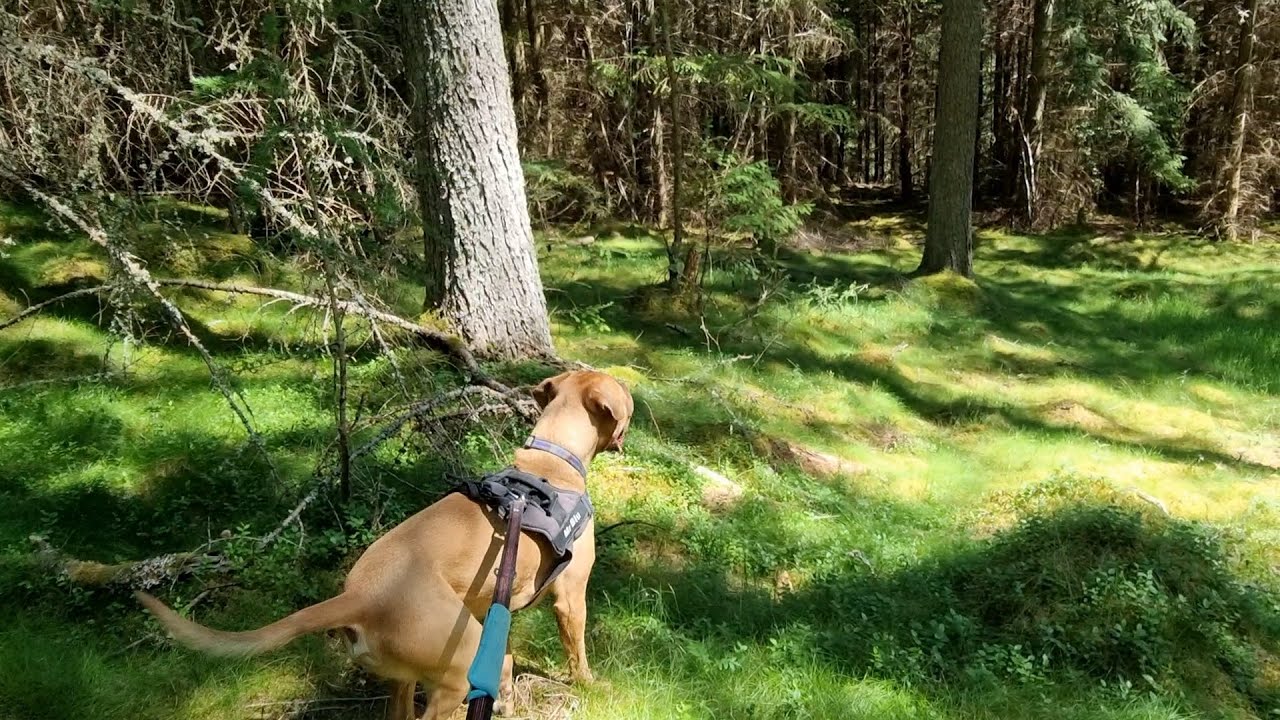 Walking trails in the Scottish Highlands not going to plan | Blair Atholl