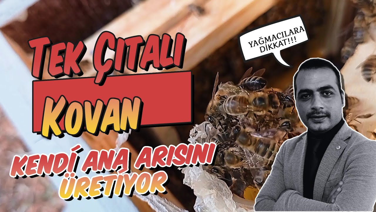 Kendi Ana Arımızı Nasıl Üretebiliriz ? / En Hızlı Kraliçe arı Üretim Yöntemi