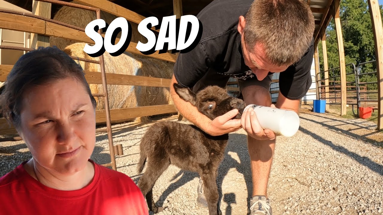 Milking A Donkey To Save A Life