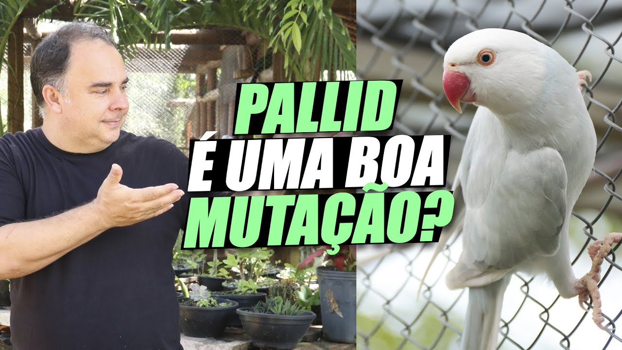 RING NECK: TUDO SOBRE A MUTAÇÃO PALLID