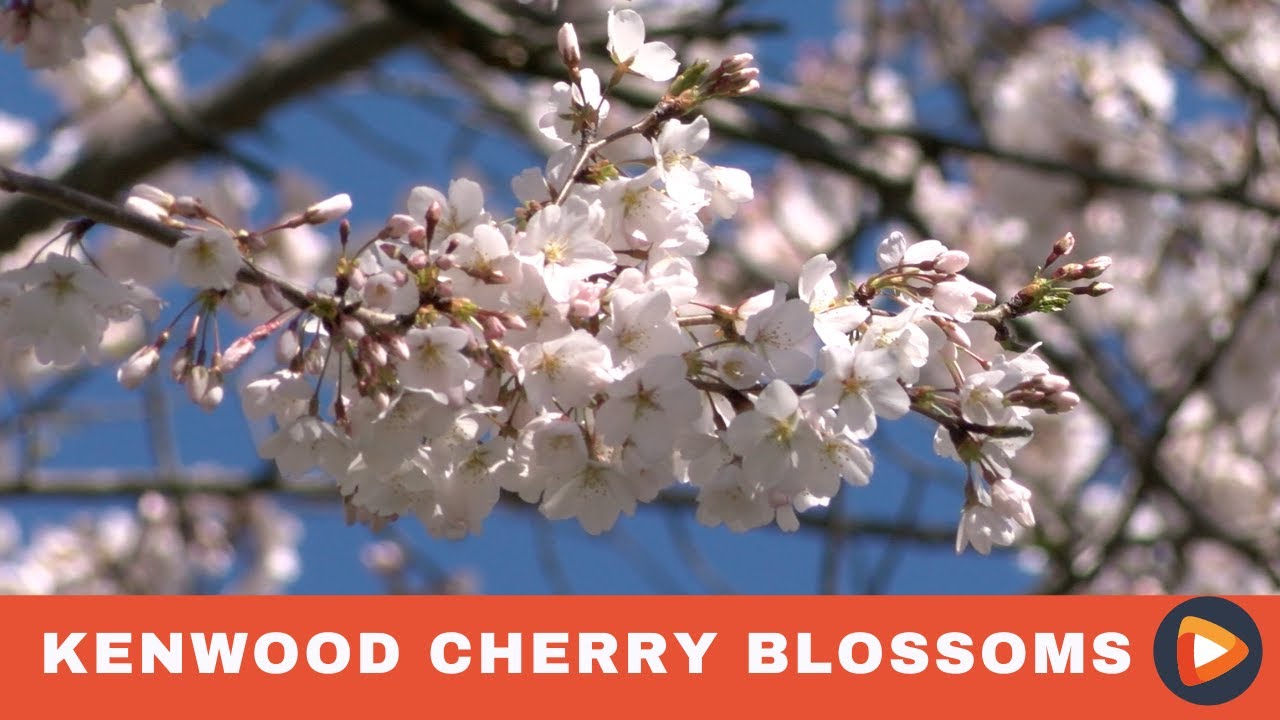 ‘Almost Magical’: Kenwood’s Cherry Blossoms Draw Visitors