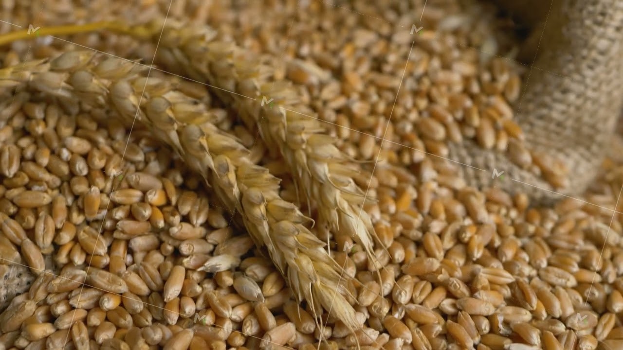 Wheat heap of raw grain in bindle bag or sack