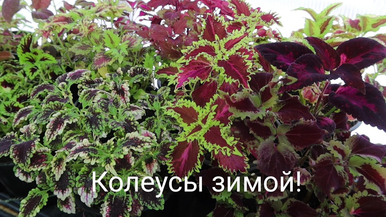 Колеусы зимой в цветочной тепличке, январь 2026 г.!