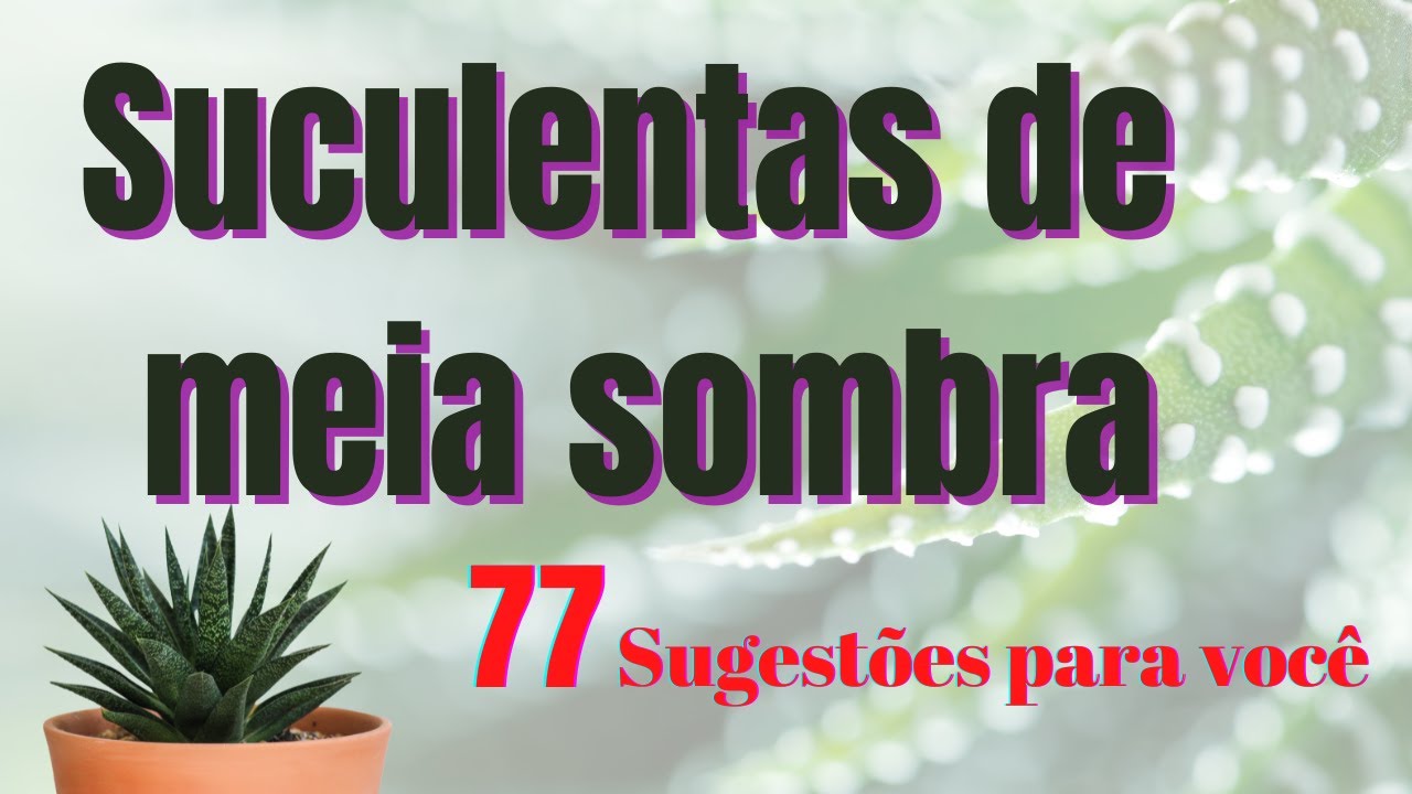 Suculentas de meia sombra ( HAWORTHIAS / GASTERIAS E ALOES )