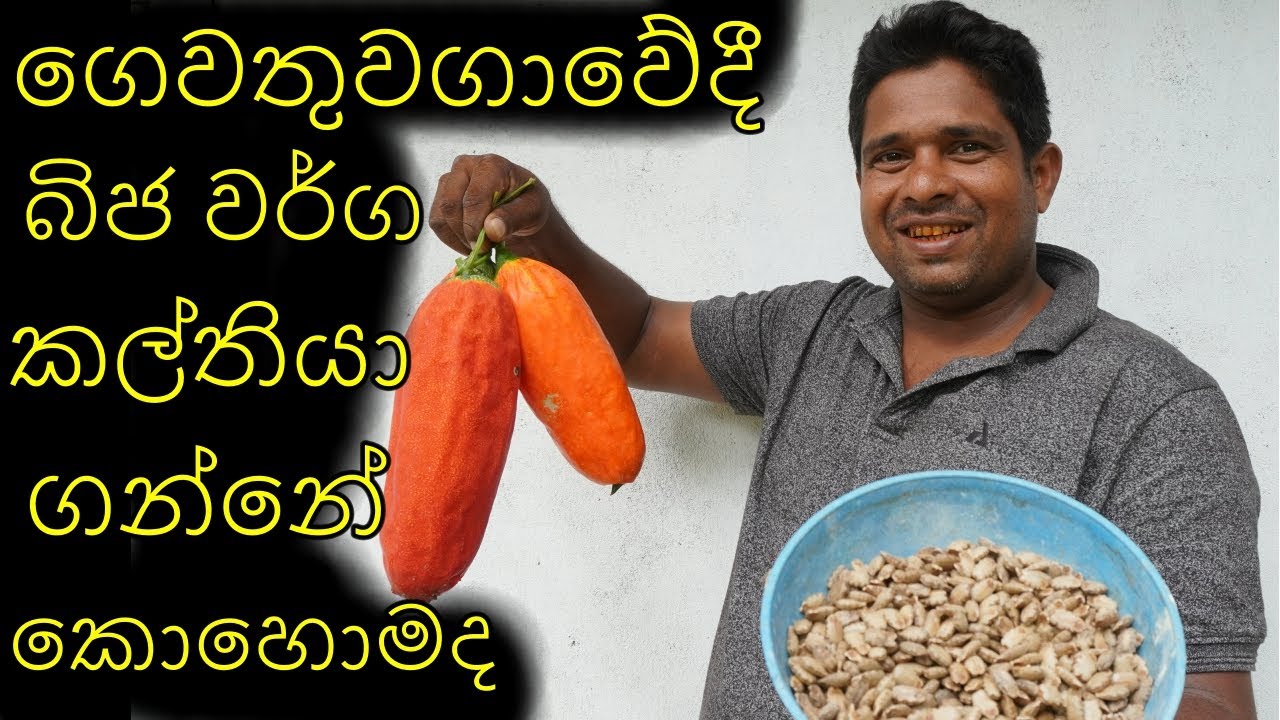 ගෙවතුවගාවේදී බිජ කල්තියාගන්නේ කොහොමද  How to preserve seeds in home gardening bija kalthiyagenima