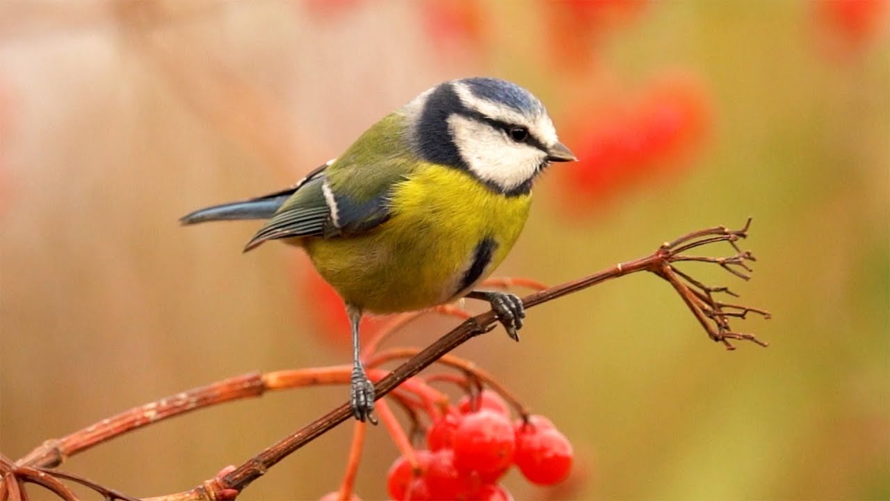 Birds Feasting Amongst Autumn Berries | Garden Birds | Robert E Fuller