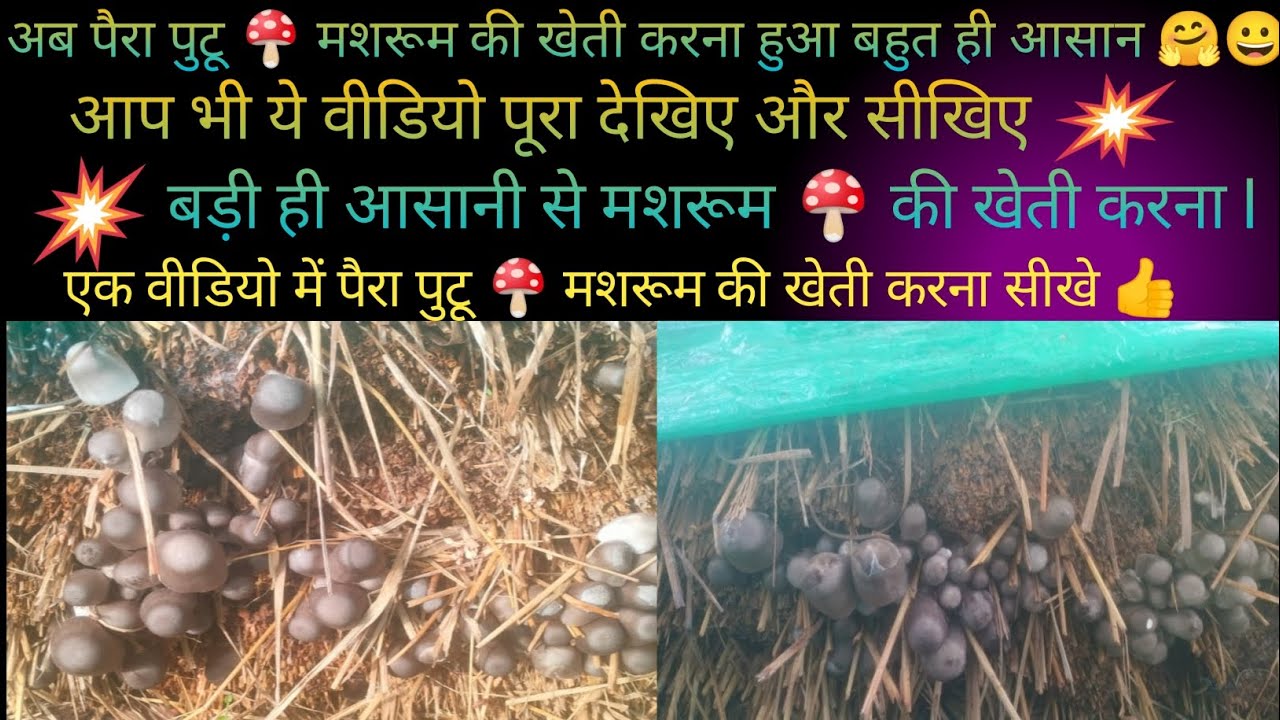 paira mushroom 🍄 ki kheti kaise Karen ll पैरा मशरूम 🍄 की खेती कैसे करें l Indian mushroom farming🍄🍄