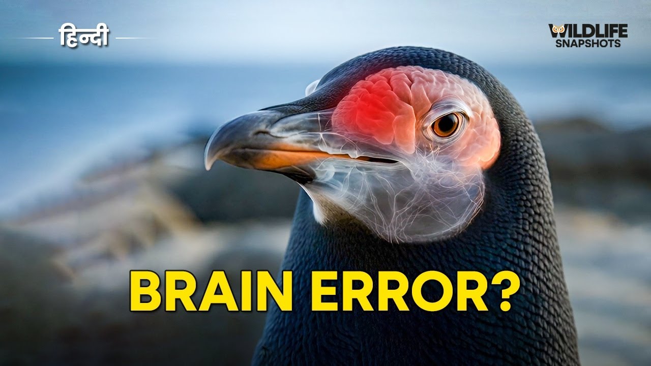 The DEPRESSED Penguin Who Walked Toward the Mountains (But Why?)